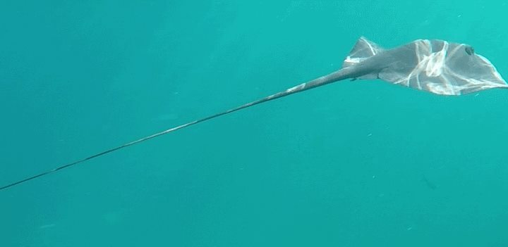 Swimming with a Manta Ray Mallorca August 2016