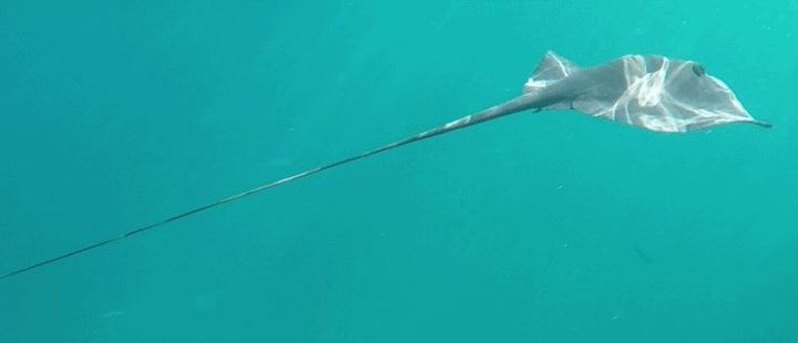 Swimming with a Manta Ray Mallorca August 2016